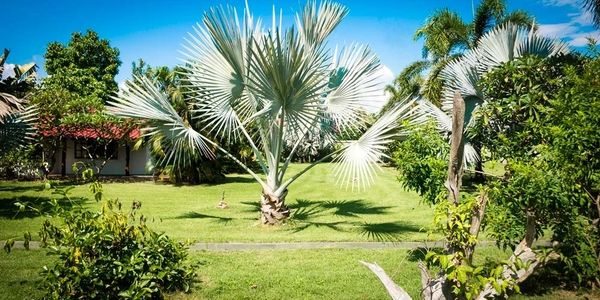 Tropical gardens